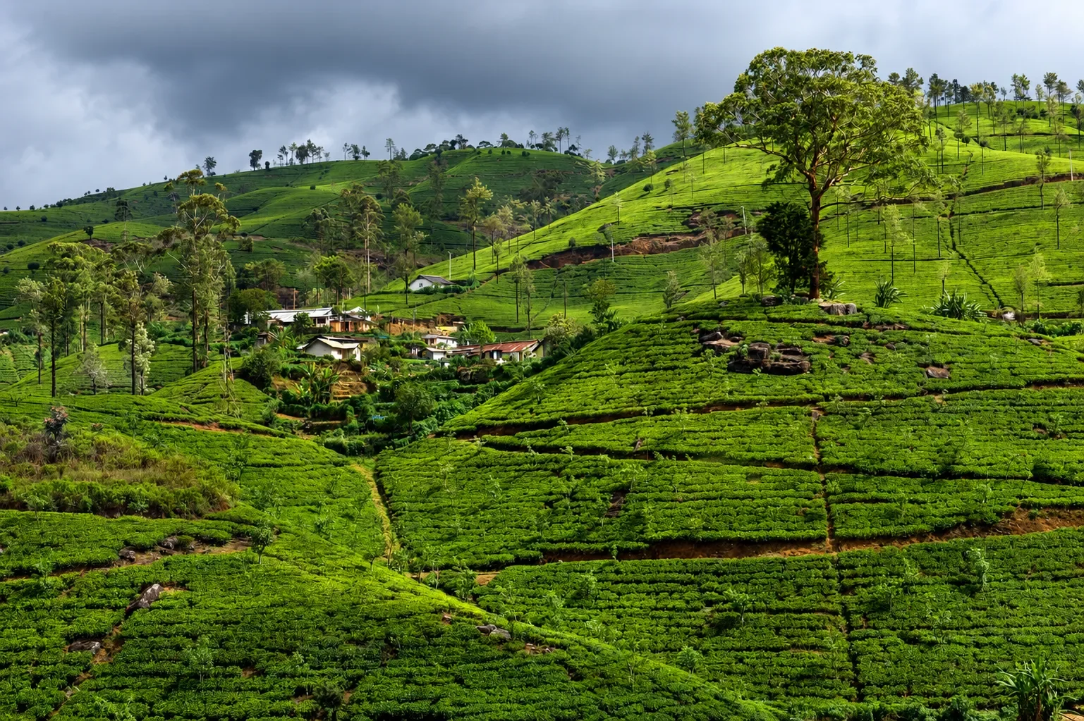 Green tea country rising over the gem-bearing hills of Sri Lanka's southwest